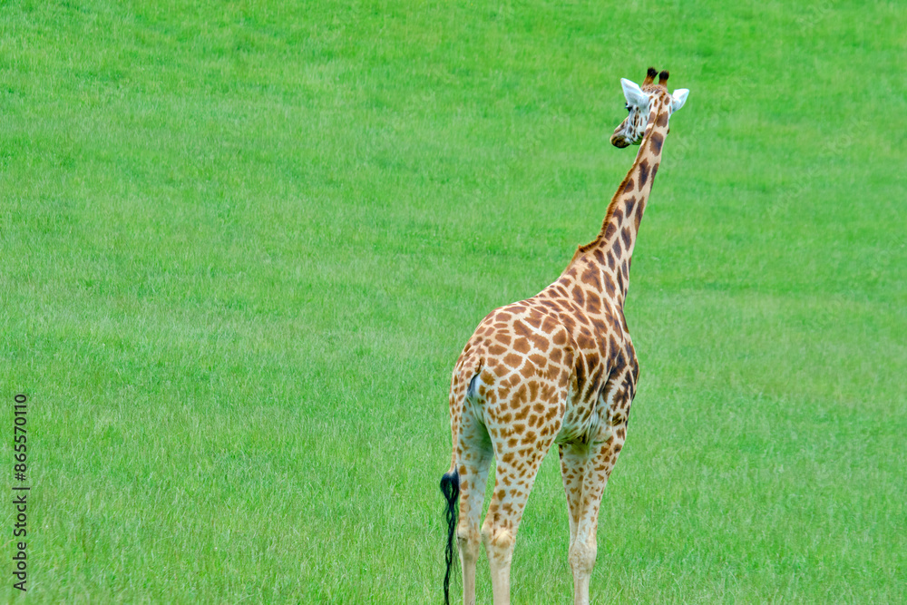 Obraz premium A giraffe standing in a grassy field.