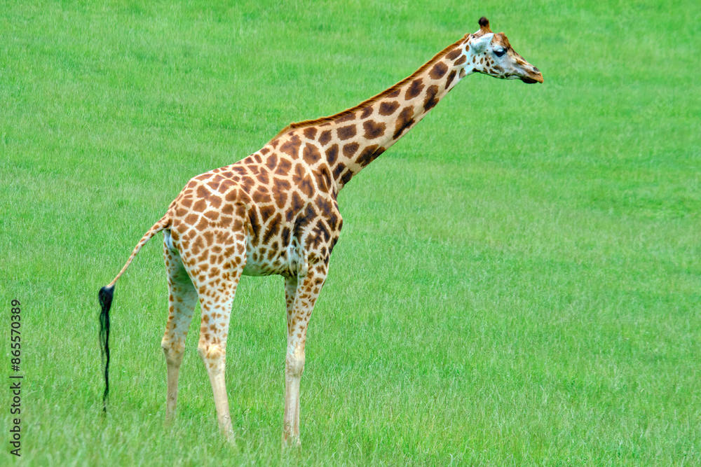 A giraffe standing in a grassy field. A giraffe standing in a grassy field.