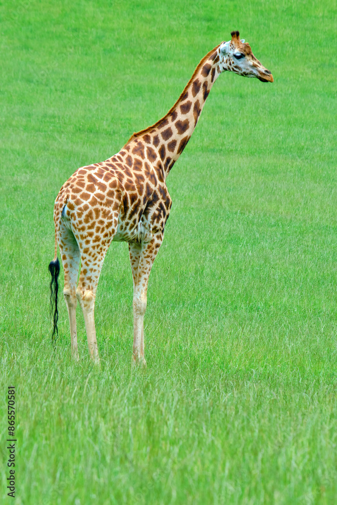 Obraz premium A giraffe standing in a grassy field.