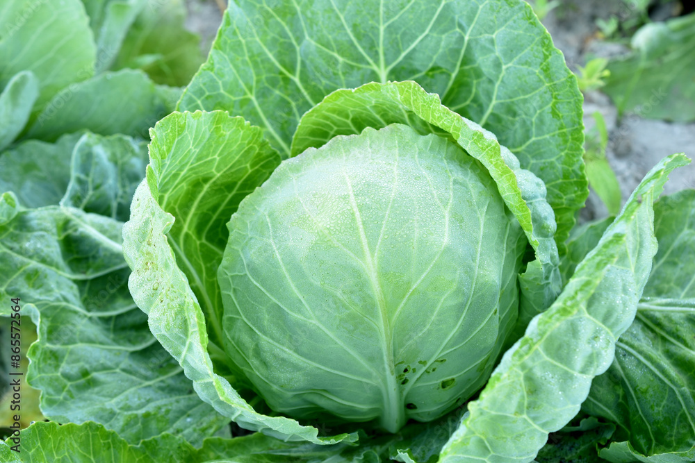 Farm. juicy cabbage grows in the garden bed. View from above. Farm. juicy cabbage grows in the garden bed. View from above.