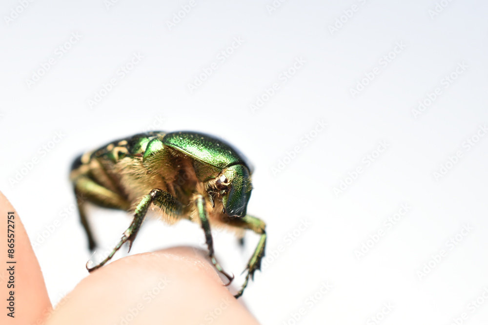 Naklejka premium A golden bronze beetle sits on a person's finger. Side view.