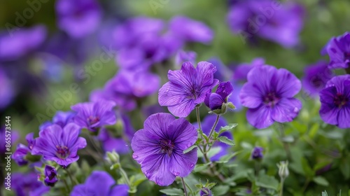 Purple flowers in the garden are shown in a close up shot