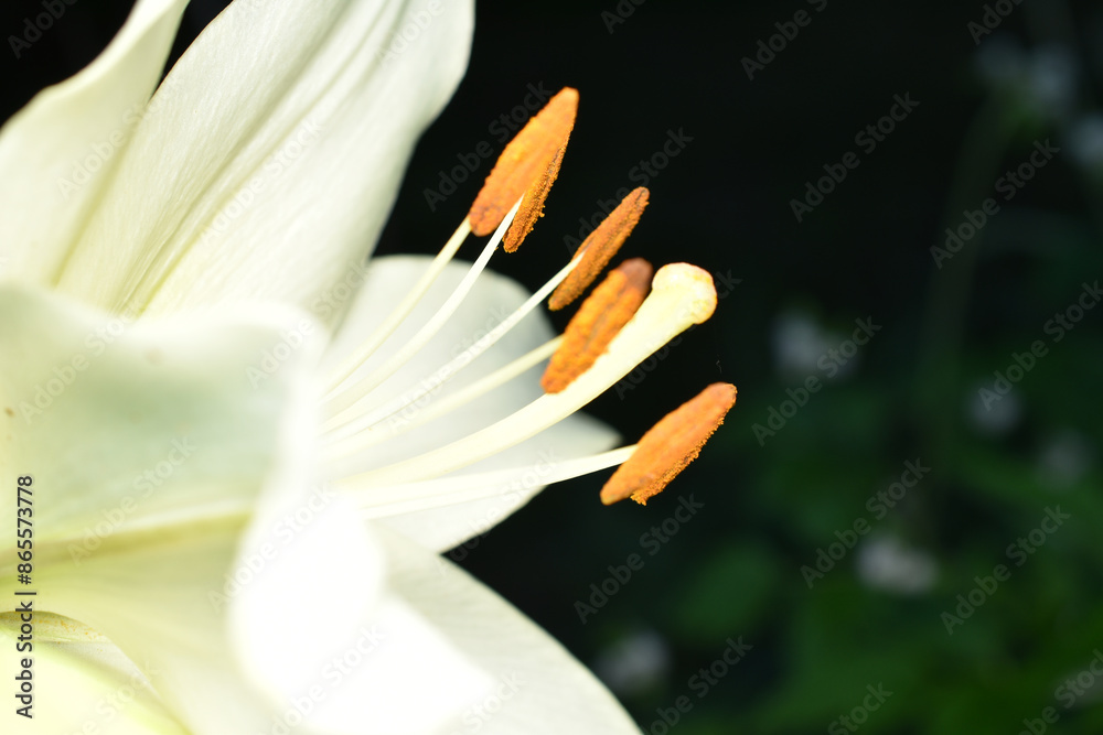 Fototapeta premium Close-up of a white blooming lily on a dark background. Background picture.