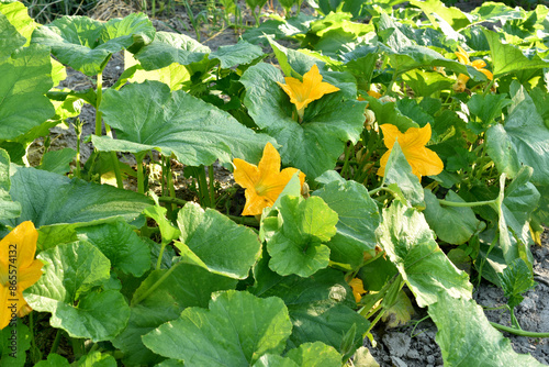 Fototapeta Naklejka Na Ścianę i Meble -  Pumpkin bushes in the garden bloom with yellow flowers.