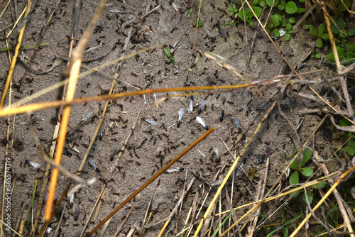 Wallpaper Mural Ants with wings crawl on the surface of an anthill. Torontodigital.ca