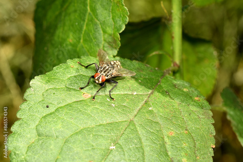 Genus Sarcophaga or, flesh flies,  resting on the grass. High quality photo photo