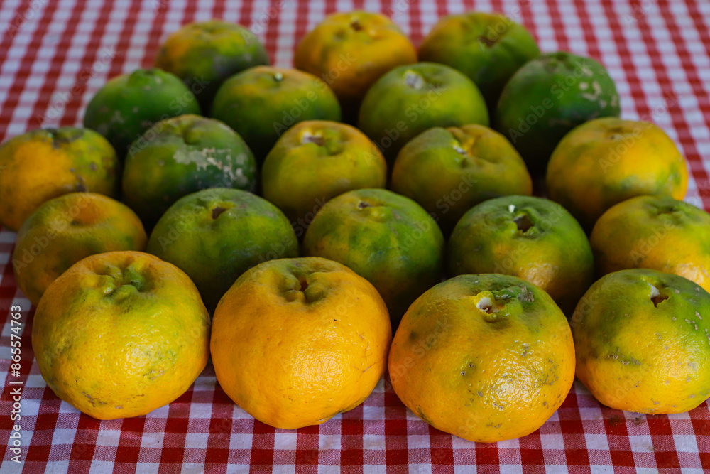 Organic tangerine (Citrus reticulata), on a red and white towel, with some stains. The fruit is also known as ponca, tangerine, morgote, bergamot or mimosa, a fruit with a strong Organic tangerine (Citrus reticulata), on a red and white towel, with some stains. The fruit is also known as ponca, tangerine, morgote, bergamot or mimosa, a fruit with a strong