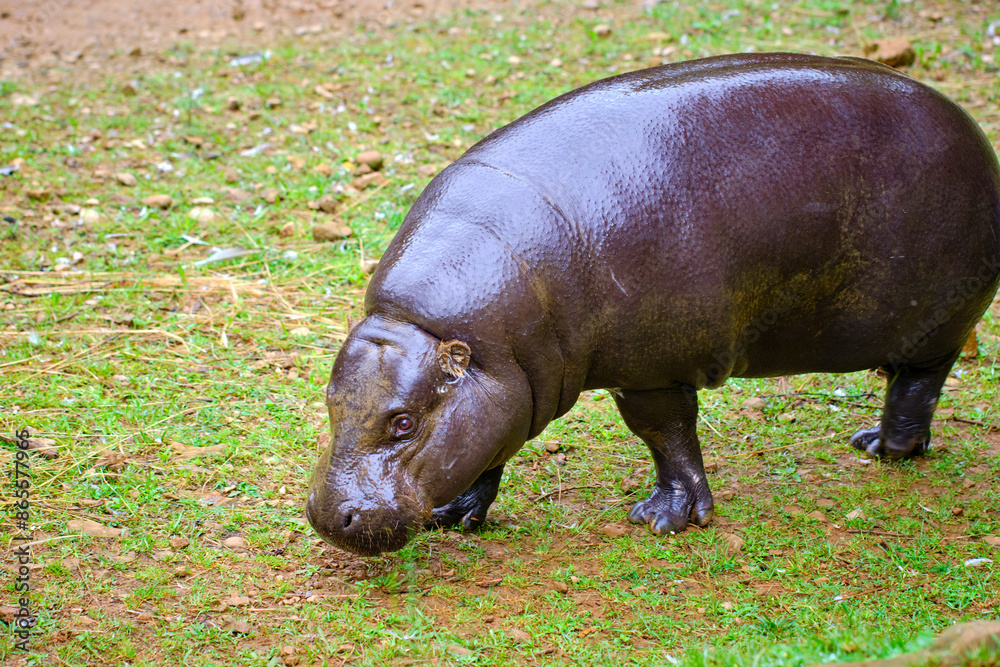 A pygmy hippo grazing in the grass. A pygmy hippo grazing in the grass.
