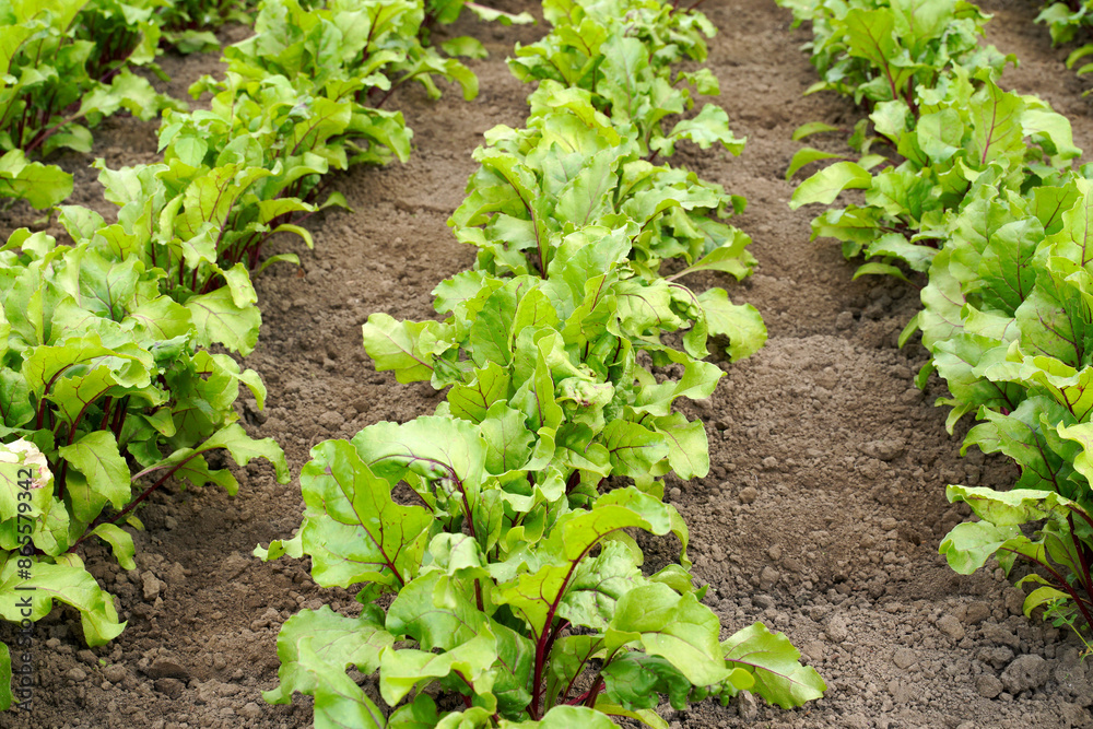 weeded rows of red beets in the field. weeded rows of red beets in the field.