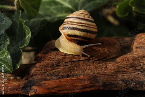 Small Garden banded snail in the rainy forest. Natural background  photo