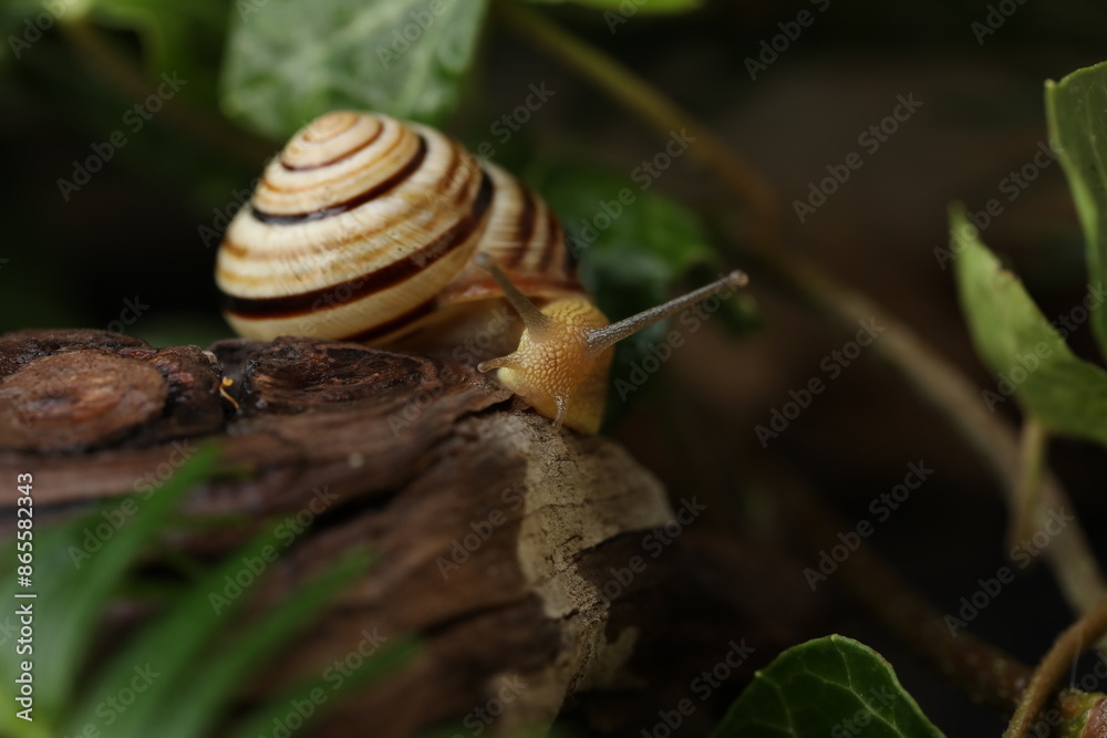 Small Garden banded snail in the rainy forest. Natural background Small Garden banded snail in the rainy forest. Natural background