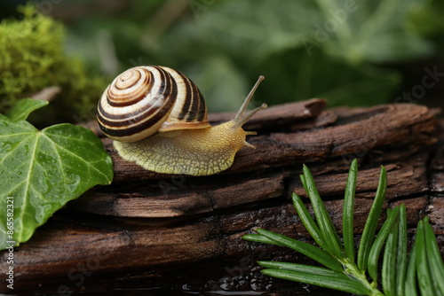 Small Garden banded snail in the rainy forest. Natural background 