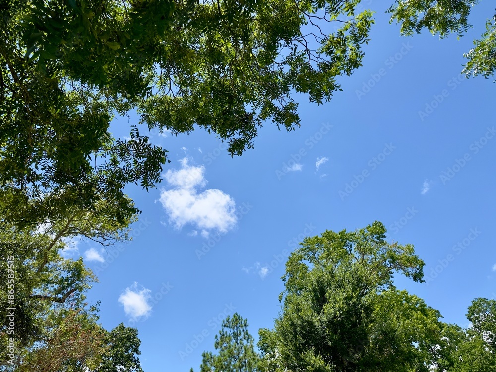 Fototapeta premium A view of the tree canopy reveals lush green leaves against a clear blue sky, creating a serene and picturesque scene that embodies the tranquility and beauty of nature.