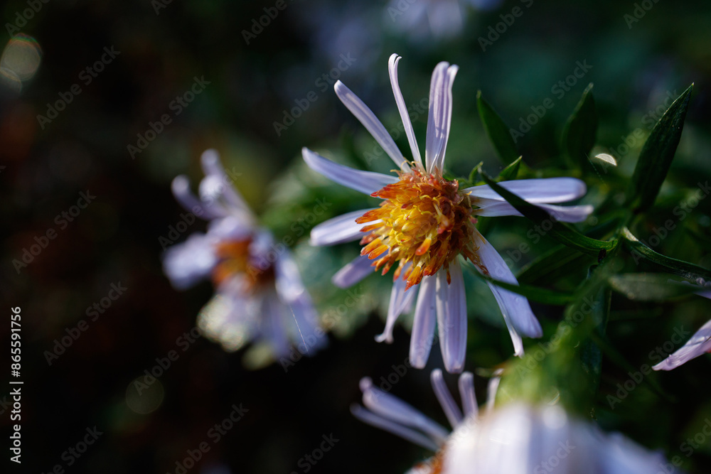 pretty colorful purple,pink and lila asters close up pretty colorful purple,pink and lila asters close up