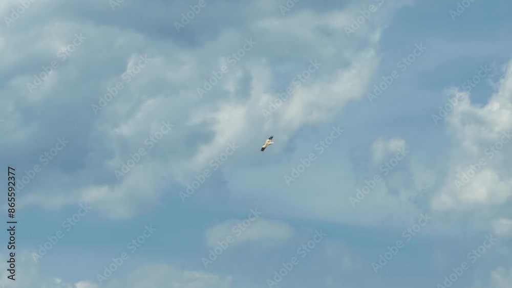 an Egyptian Vulture (Neophron percnopterus, Alimoche Común) in flight over a rock gorge an Egyptian Vulture (Neophron percnopterus, Alimoche Común) in flight over a rock gorge