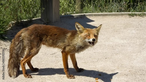 close-up of a wild Iberian Red Fox (Zorro, Vulpes Vulpes Silacea) photo