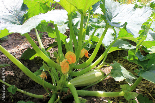 zucchini growing in the garden