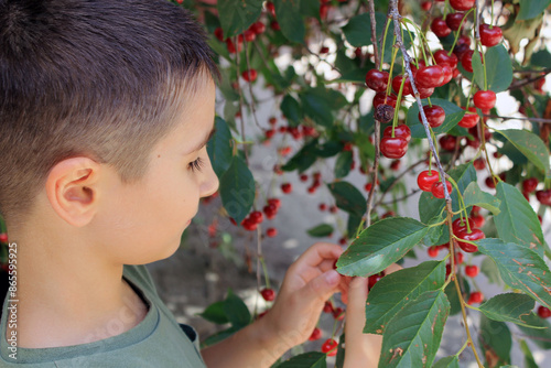 A boy picks cherries from a tree