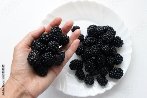blackberry in a hand