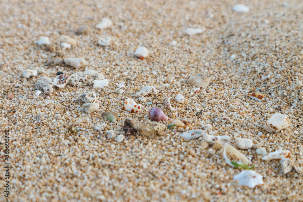 Sea shells and coral fragments selectively focused on beach sand with copy space. Sea shells and coral fragments selectively focused on beach sand with copy space.