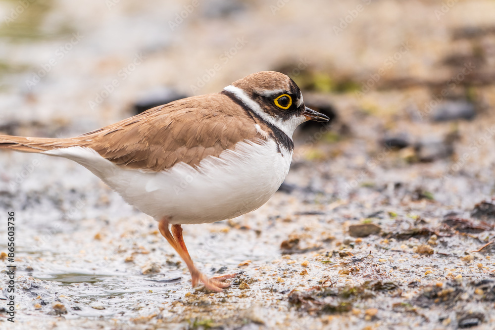 Little ringed plover (Charadrius dubius), bird standing on the lake shore Little ringed plover (Charadrius dubius), bird standing on the lake shore