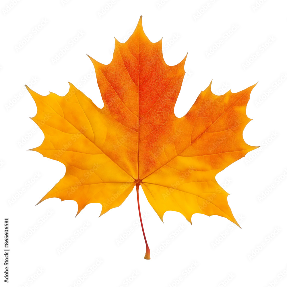 Autumn orange maple leaf. Isolated Autumn orange maple leaf. Isolated