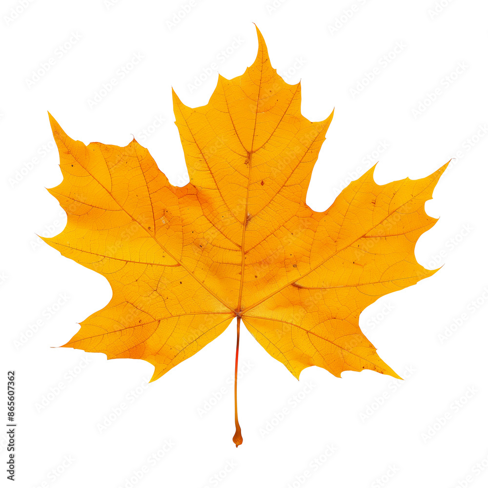 Autumn yellow maple leaf. Isolated Autumn yellow maple leaf. Isolated