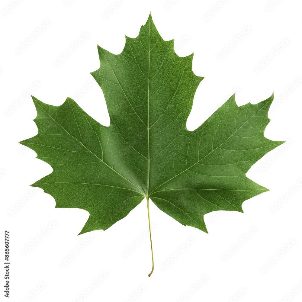 Fototapeta premium Fresh summer green maple leaf. Isolated