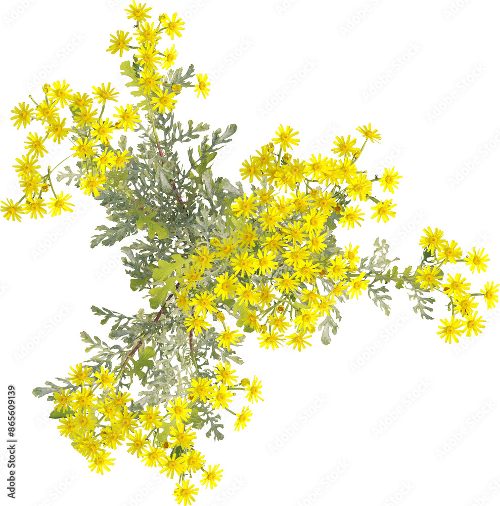 Top view of Ragwort plant with yellow flowers Top view of Ragwort plant with yellow flowers