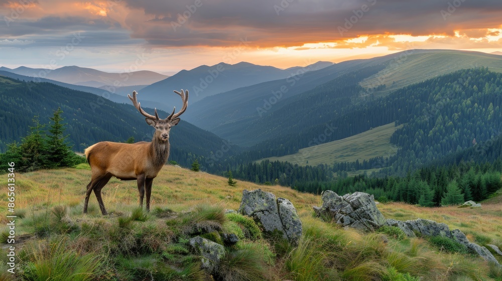 A red deer buck stands in a grassy meadow with a mountainous background, illuminated by the golden light of sunset A red deer buck stands in a grassy meadow with a mountainous background, illuminated by the golden light of sunset
