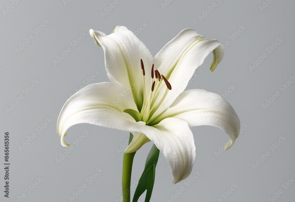 Fototapeta premium White lily flower isolated on transparent background