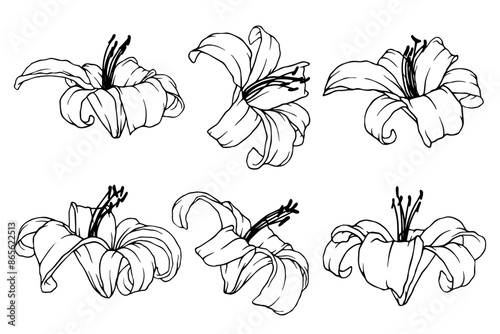 Collection of linear sketches, contours of lily flowers. Vector graphics.
