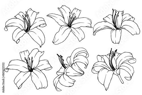 Collection of linear sketches, contours of lily flowers. Vector graphics.