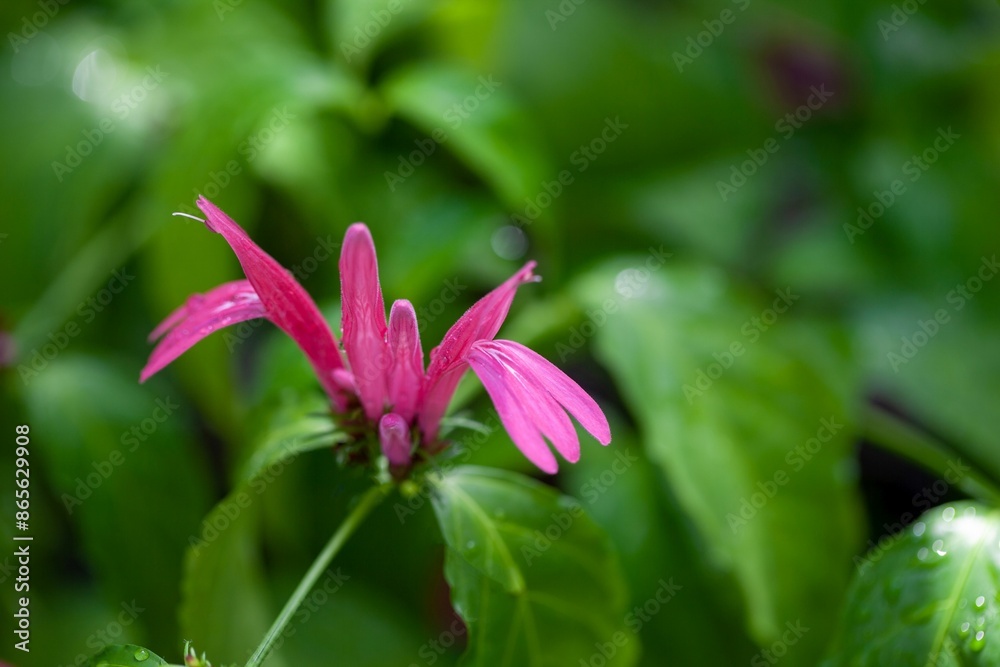 Fototapeta premium Blossom of the water-willow Justicia brasiliana