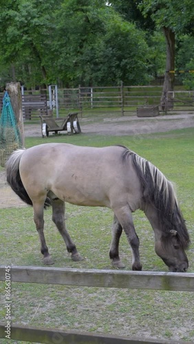 Horses on a Free-Range Farm in Poland