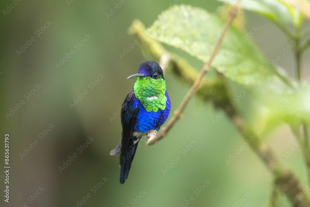 Fototapeta premium Crowned woodnymph, Thalurania colombica, on a branch in a rainforest