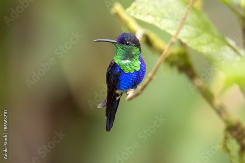 Crowned woodnymph, Thalurania colombica, on a branch in a rainforest