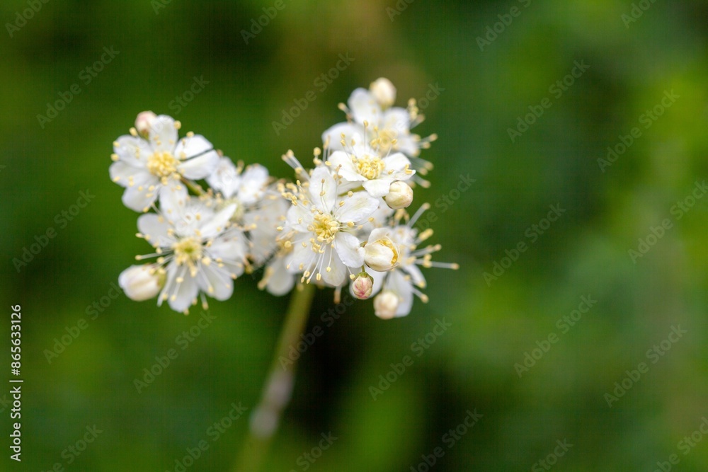 Fern-leaf dropwort, Filipendula vulgaris Fern-leaf dropwort, Filipendula vulgaris