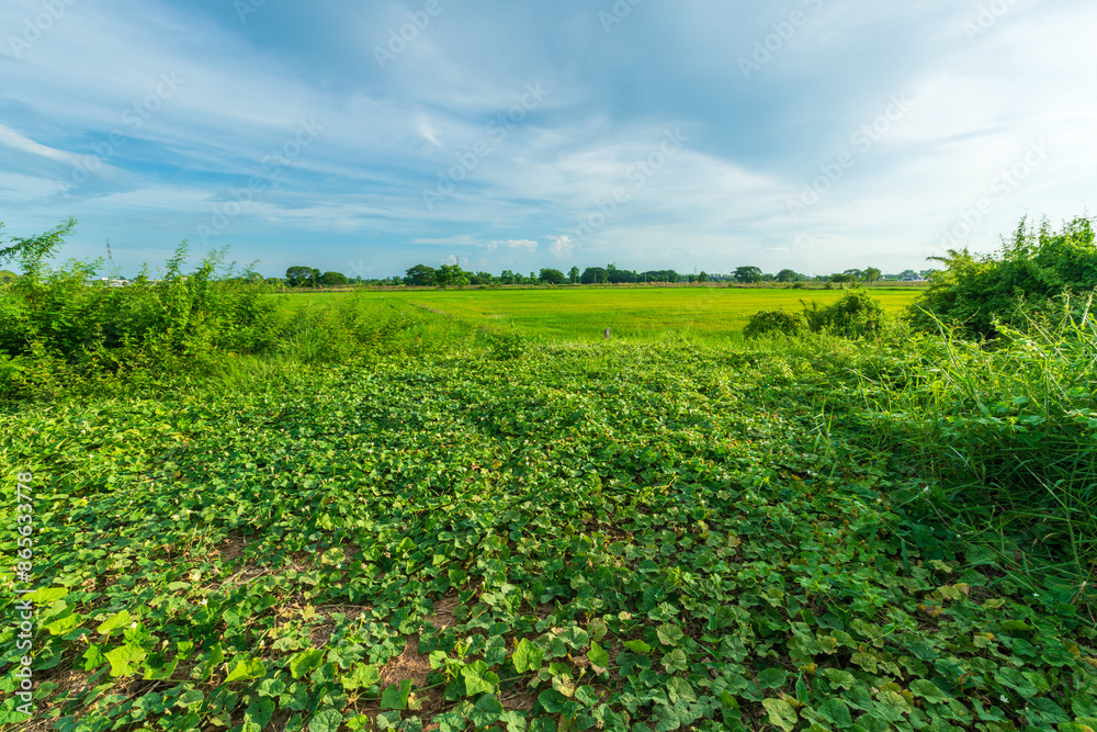 Scenic view landscape of Rice field green grass with field cornfield or in Asia country agriculture harvest with fluffy clouds blue sky daylight background. Scenic view landscape of Rice field green grass with field cornfield or in Asia country agriculture harvest with fluffy clouds blue sky daylight background.