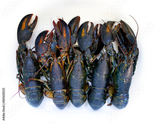 Live lobster catch isolated in a sink isolated on white