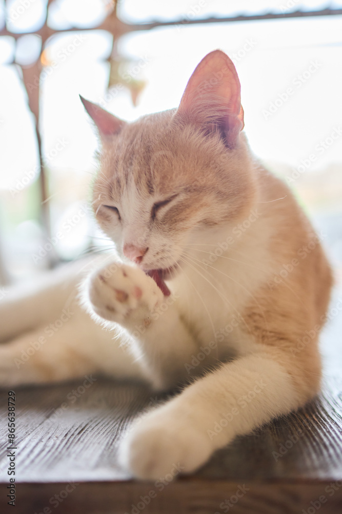 Cute cat is washing itself with tongue Cute cat is washing itself with tongue