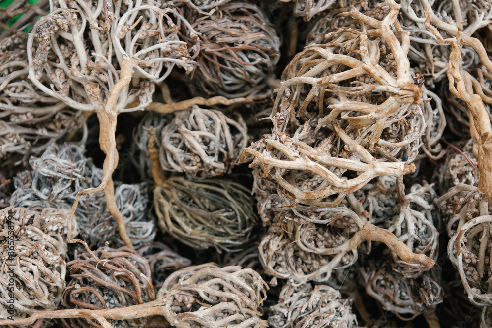 Pile of dried flower of maryam, also called the hand of Fatima. Herbal and alternative medicine. Anastatica hierochuntica. Shrub used for its medicinal properties in childbirth Pile of dried flower of maryam, also called the hand of Fatima. Herbal and alternative medicine. Anastatica hierochuntica. Shrub used for its medicinal properties in childbirth