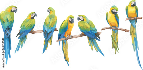 parrot watercolor clipart