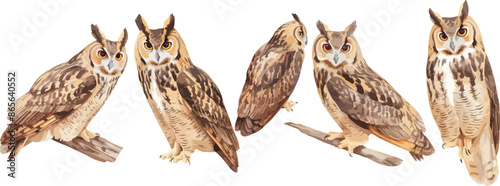 owl watercolor clipart