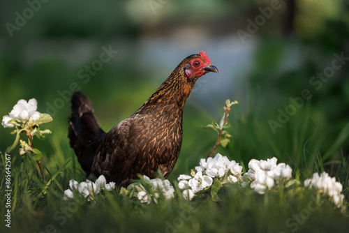 Dwarf chicken portrait outdoors on green grass