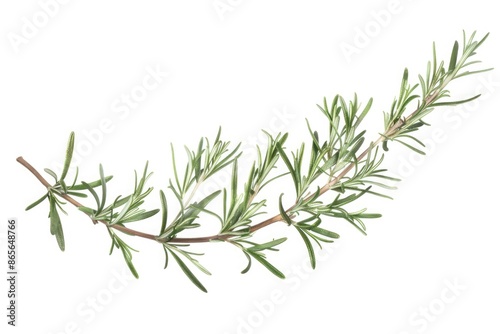 A single stem of rosemary plant against a clean white background