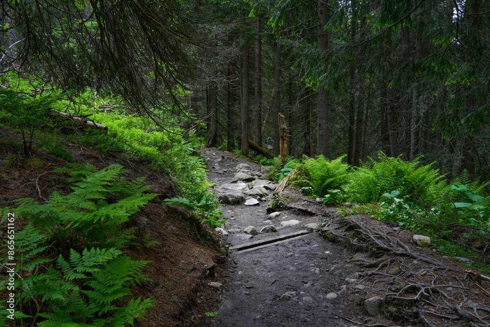 Summer landscape of a mountain path in High Tatra Mountains, Slovakia, Europe