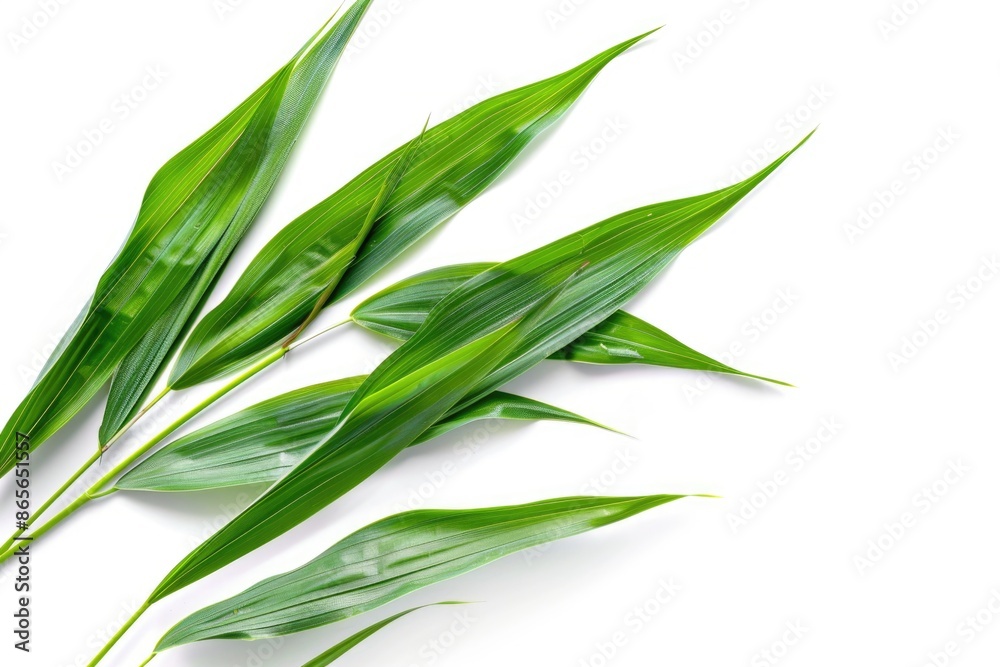 Obraz premium A pair of fresh green leaves placed on a clean white surface
