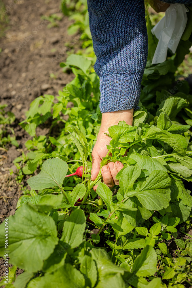 Fototapeta premium Old farmer woman takes care of her garden. Old woman hans harvesting fresh vegetables.