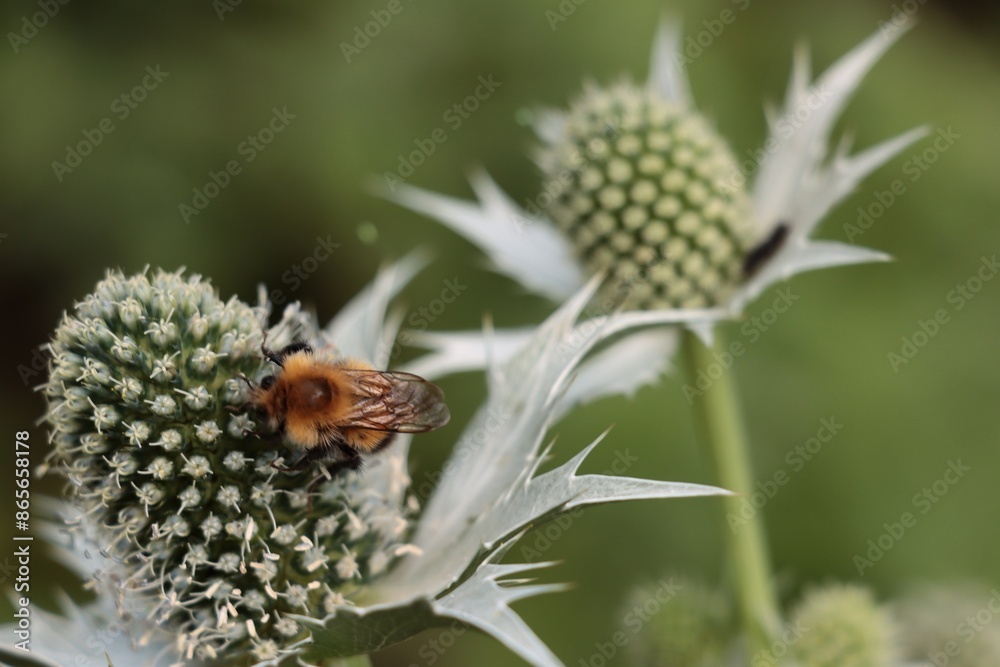 Eryngium gigantheum flowers and bombus terrestris insect Eryngium gigantheum flowers and bombus terrestris insect